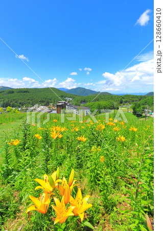 黄金アカシアと花の丘    128660410