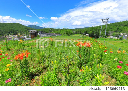 黄金アカシアと花の丘    128660418
