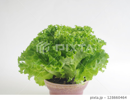 フレッシュ野菜 リーフレタス レタス 野菜 食材 フレッシュ野菜 リーフレタス レタス 野菜 食材 128660464