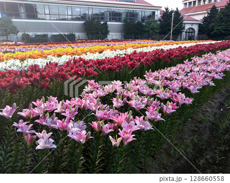 埼玉県深谷市アクアパラダイスパティオ　朝咲き誇る美しい百合 128660558