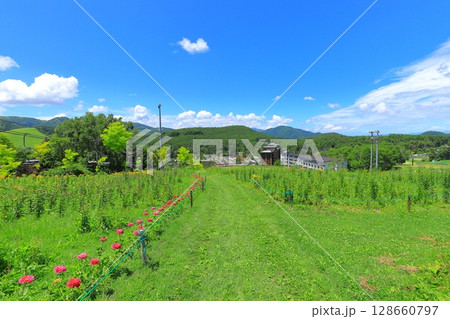 長野県 黄金アカシアと花の丘 長野県 黄金アカシアと花の丘 128660797