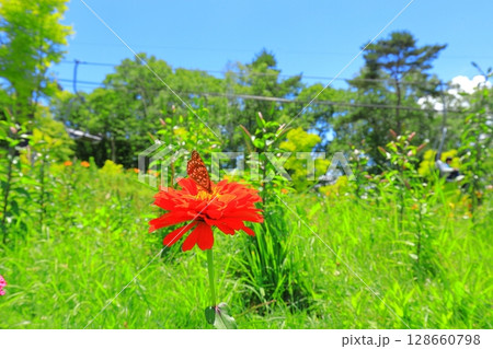 長野県 黄金アカシアと花の丘 長野県 黄金アカシアと花の丘 128660798