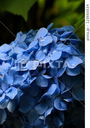 青い紫陽花 128660834
