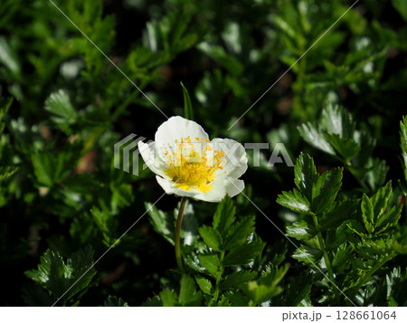 【日本の高山植物】稚児車（チングルマ） 128661064