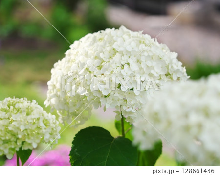 庭に咲いた白い紫陽花 庭に咲いた白い紫陽花 128661436