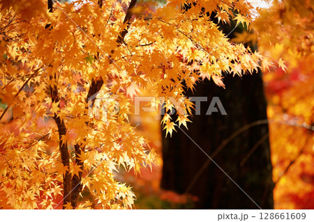 Colorful maple leaves in Eikan-do temple at autumn, Kyoto Colorful maple leaves in Eikan-do temple at autumn, Kyoto 128661609