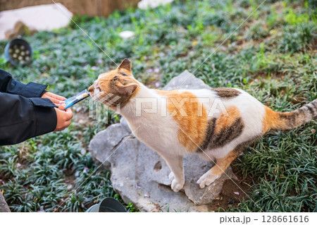 Chinese people feed food to adorable stray cat, Shanghai Chinese people feed food to adorable stray cat, Shanghai 128661616