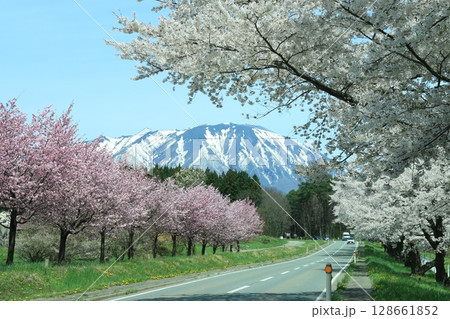 岩手山と桜並木 岩手山と桜並木 128661852
