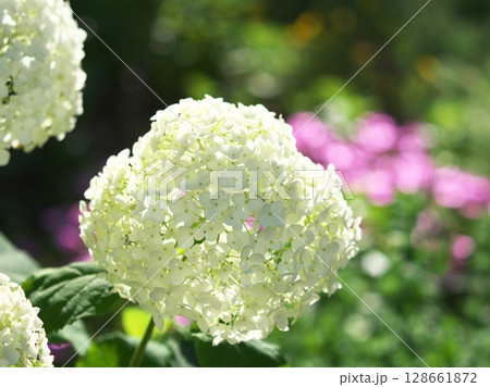 庭に咲いた白い紫陽花 128661872