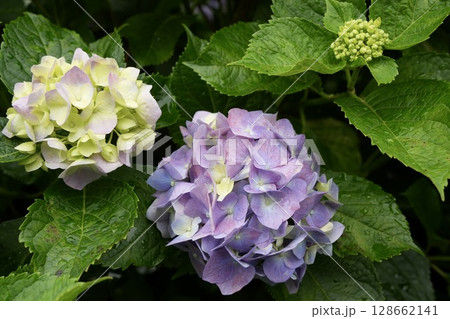 雨に濡れた紫色の紫陽花 雨に濡れた紫色の紫陽花 128662141