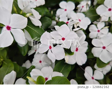 白くかわいいニチニチ草 128662162