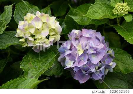雨に濡れた紫色の紫陽花 雨に濡れた紫色の紫陽花 128662195