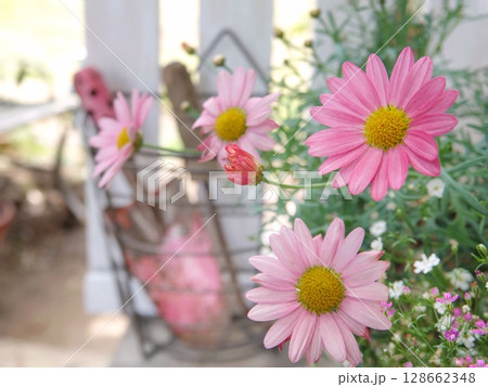 ピンクのマーガレットとピンクのショベル 128662348