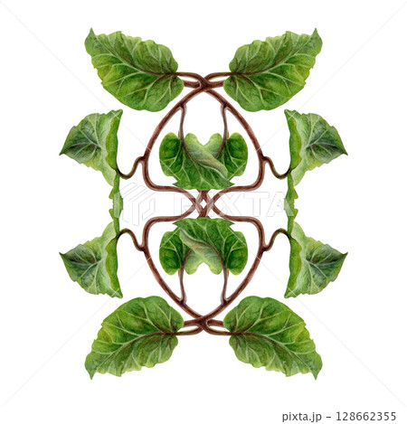 Watercolor illustration of symmetrically arranged green kiwi leaves and curly brown stems - lianas. Realistic botanical composition for interior prints, home decor, packaging, textiles or eco-design. 128662355