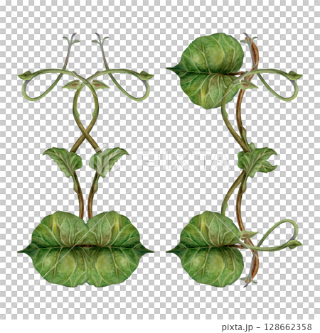 Set of watercolor symmetrically arranged green kiwi leaves and curly brown stems - lianas. Realistic botanical composition for interior prints, home decor, packaging, textiles or eco-design. Set of watercolor symmetrically arranged green kiwi leaves and curly brown stems - lianas. Realistic botanical composition for interior prints, home decor, packaging, textiles or eco-design. 128662358