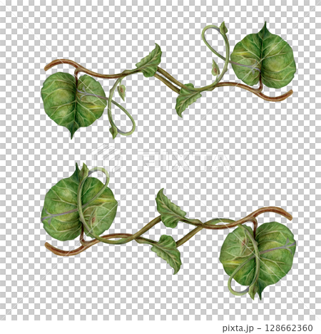 Set of watercolor symmetrically arranged green kiwi leaves and curly brown stems - lianas. Realistic botanical composition for interior prints, home decor, packaging, textiles or eco-design. Set of watercolor symmetrically arranged green kiwi leaves and curly brown stems - lianas. Realistic botanical composition for interior prints, home decor, packaging, textiles or eco-design. 128662360