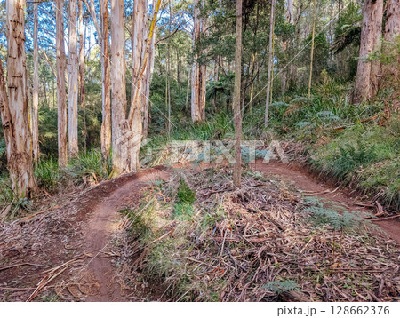 Warburton Mountain Bike Park in Australia 128662376