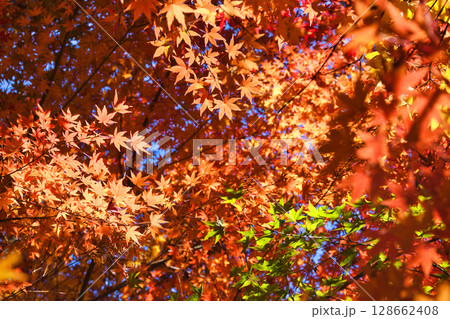 鎌倉　一条恵観山荘の美しい紅葉（神奈川県鎌倉市） 128662408