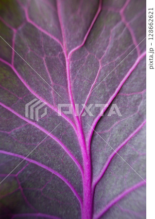 close-up texture and fibers, veins on a leaf close-up texture and fibers, veins on a leaf 128662621