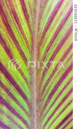 close up texture of red leaves of Canna Lily 128662630