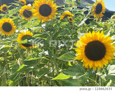 夏の陽射しを受けて元気に咲くひまわりの花 | 自然や植物をテーマにした夏のイメージ素材 128662635