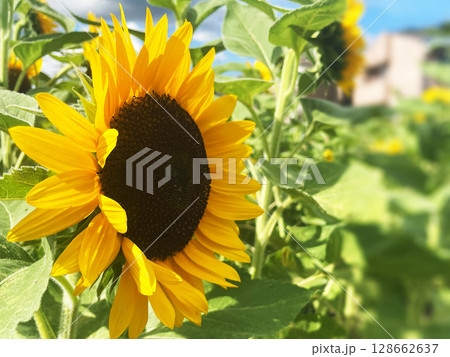 夏の陽射しを浴びて輝くひまわりの花をアップで撮影 | 自然や植物をテーマにした夏のイメージ素材 夏の陽射しを浴びて輝くひまわりの花をアップで撮影 | 自然や植物をテーマにした夏のイメージ素材 128662637