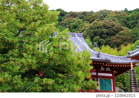 矢田寺の菩提樹の花 128662815