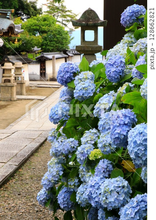 山門から見た紫陽花 128662821