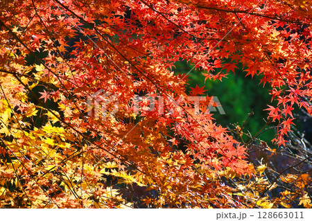 鎌倉　一条恵観山荘の美しい紅葉（神奈川県鎌倉市） 128663011