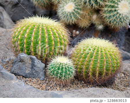 サボテン 128663013