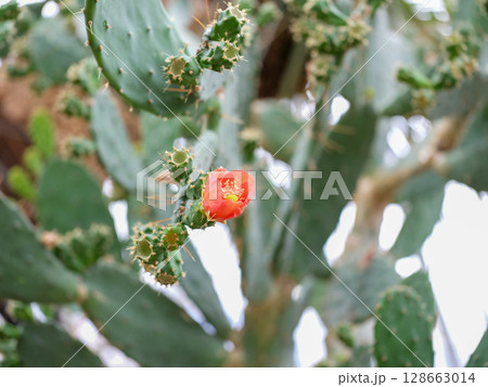 サボテン 128663014