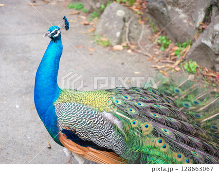 孔雀 128663067