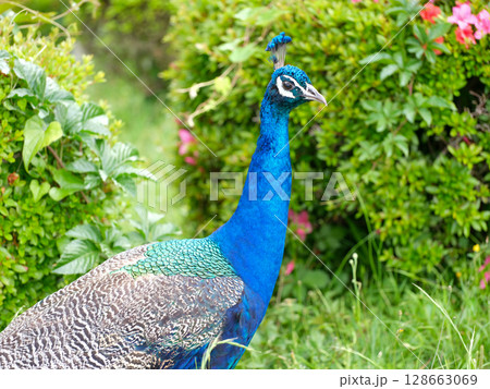 孔雀 128663069