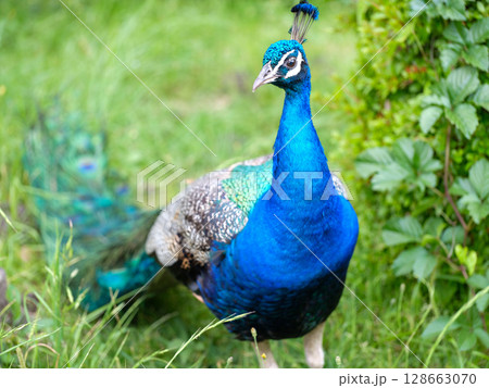 孔雀 128663070
