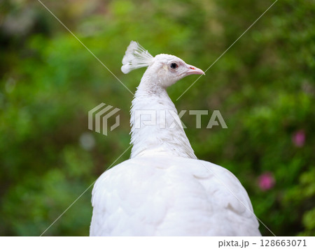 孔雀 孔雀 128663071