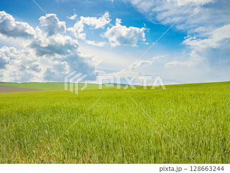 Spring bright wheat field and white clouds in sky. Spring bright wheat field and white clouds in sky. 128663244