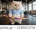 Fluffy kitten working out with colorful hula hoop 128663256
