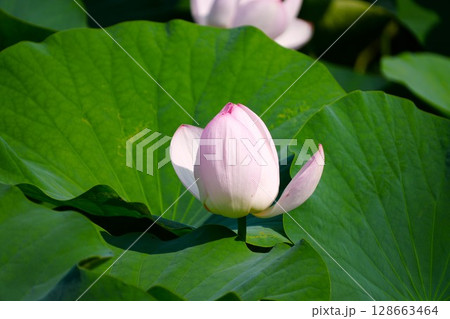 蓮の花 蓮の花 128663464