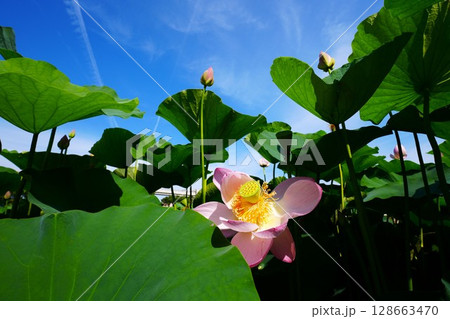 青空に映える蓮の花 青空に映える蓮の花 128663470