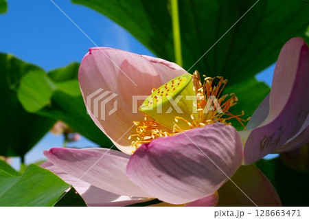 青空に映える蓮の花 青空に映える蓮の花 128663471