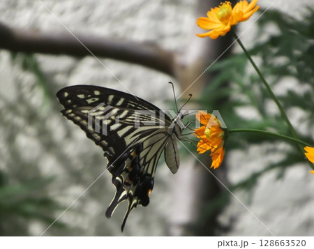 ニホンアゲハが鮮やかなオレンジ色の花に止まる瞬間 128663520
