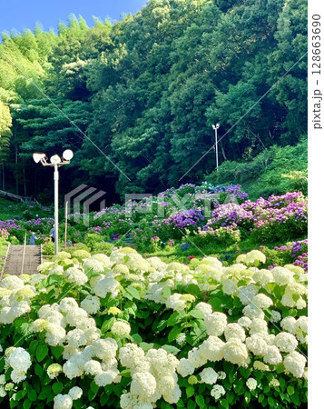 新緑と青空に囲まれて紫陽花が咲き乱れるあじさいガーデン〈形原温泉あじさいの里/愛知県蒲郡市〉 新緑と青空に囲まれて紫陽花が咲き乱れるあじさいガーデン〈形原温泉あじさいの里/愛知県蒲郡市〉 128663690