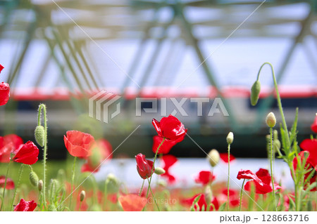 赤いポピーと電車 128663716