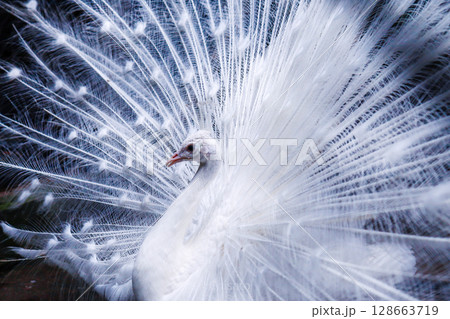 羽を広げた白孔雀 128663719