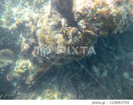 沖縄宮古島の海中・クマノミ達 128663792
