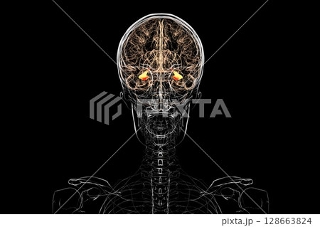 Human brain with highlighted hippocampus, a key structure involved in memory, learning, and emotional regulation, 3D illustration. 128663824