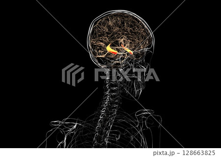 Human brain with highlighted hippocampus, a key structure involved in memory, learning, and emotional regulation, 3D illustration 128663825