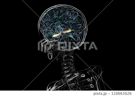 Human brain with highlighted hippocampus, a key structure involved in memory, learning, and emotional regulation, 3D illustration 128663826