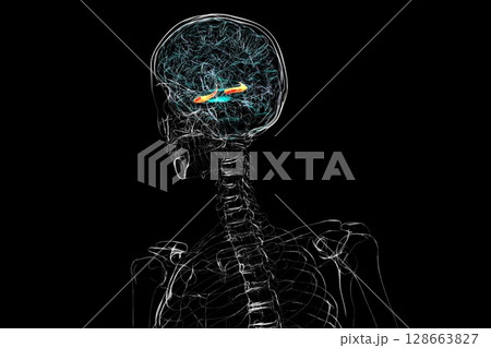 Human brain with highlighted hippocampus, a key structure involved in memory, learning, and emotional regulation, 3D illustration 128663827