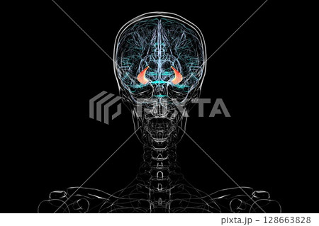 Human brain with highlighted hippocampus, a key structure involved in memory, learning, and emotional regulation, 3D illustration. 128663828